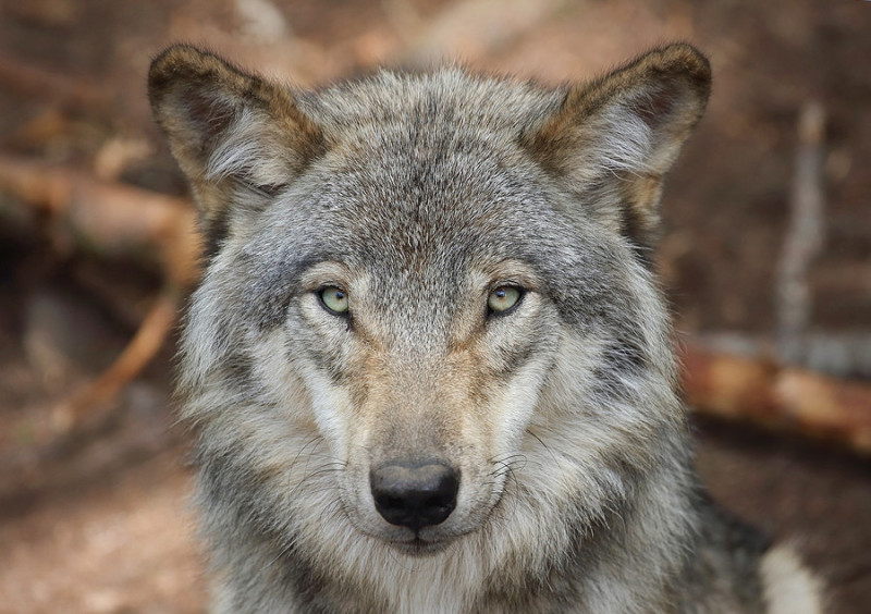 Wolf Image rights: stock.adobe