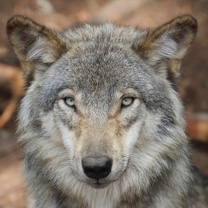 Wolf Image rights: stock.adobe